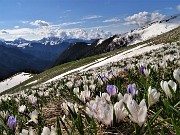 01 Il bianco della neve rimpiazzato dal bianco o dal violetto dei Crocus vernus o dall'azzurro intenso della Scilla bifolia